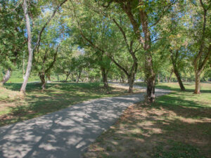 Tree lined walkway in Carrier Park